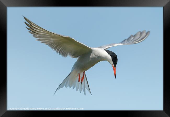 Common Tern looking down Framed Print by GadgetGaz Photo