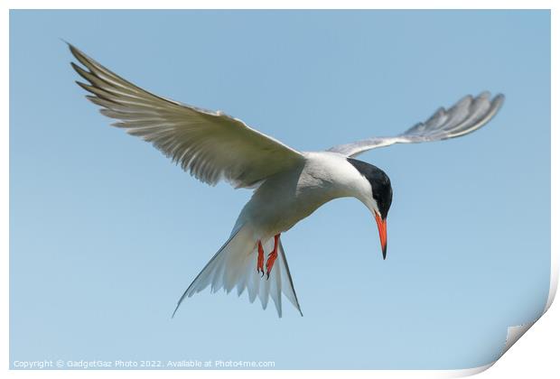 Common Tern looking down Print by GadgetGaz Photo