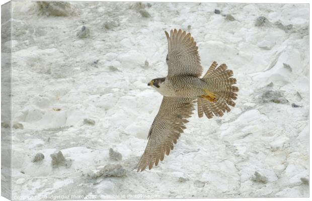 Peregrine falcon in flight Canvas Print by GadgetGaz Photo