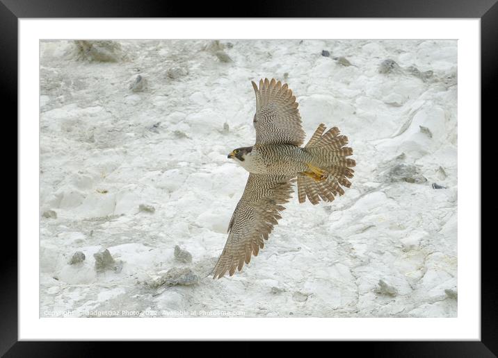 Peregrine falcon in flight Framed Mounted Print by GadgetGaz Photo