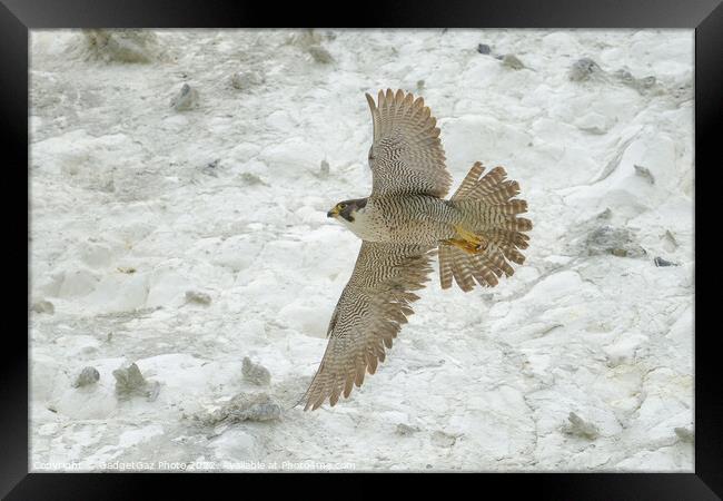 Peregrine falcon in flight Framed Print by GadgetGaz Photo