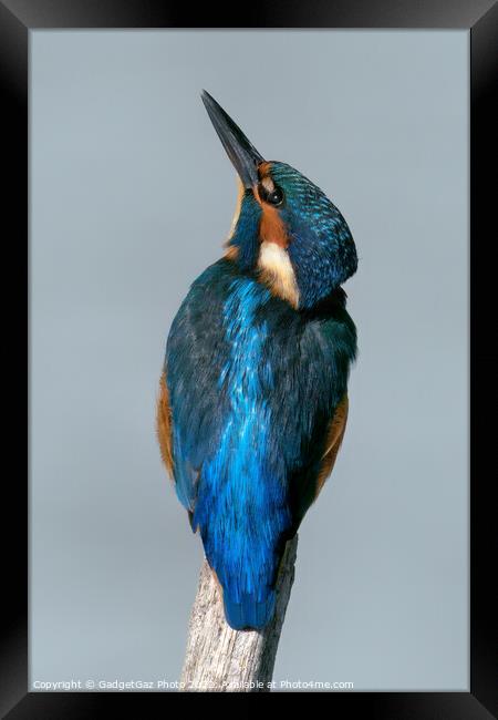 Kingfisher looking up Framed Print by GadgetGaz Photo
