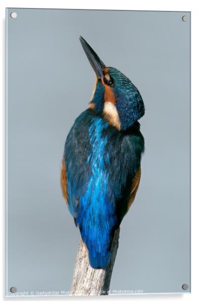 Kingfisher looking up Acrylic by GadgetGaz Photo
