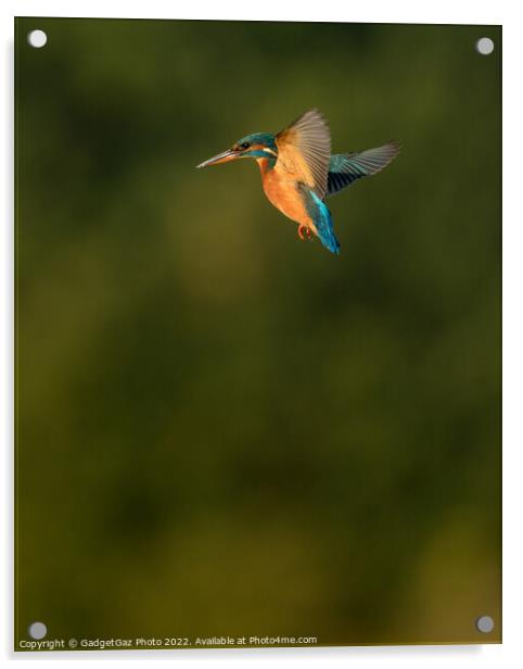 Kingfisher hovering Acrylic by GadgetGaz Photo