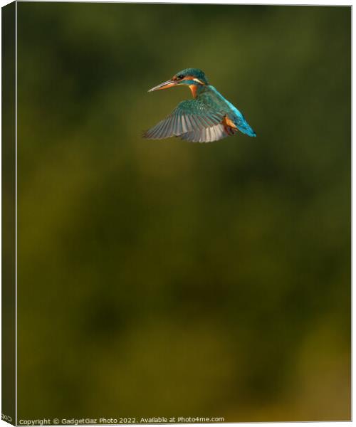 Kingfisher hovering Canvas Print by GadgetGaz Photo