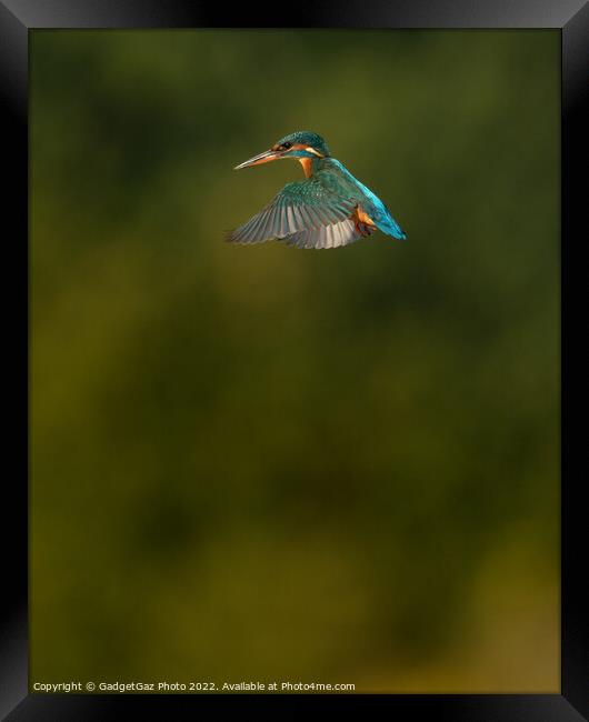 Kingfisher hovering Framed Print by GadgetGaz Photo