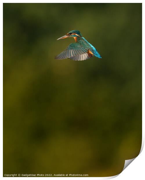 Kingfisher hovering Print by GadgetGaz Photo