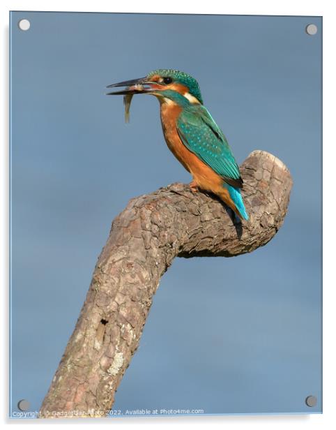 Kingfisher with a fish Acrylic by GadgetGaz Photo