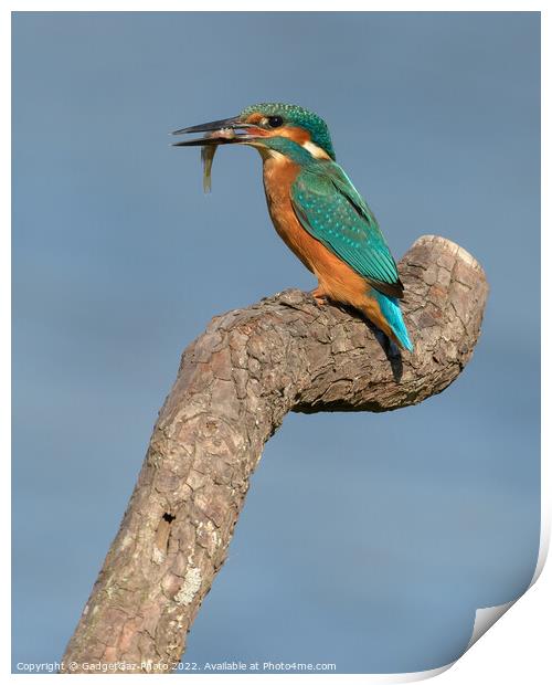 Kingfisher with a fish Print by GadgetGaz Photo