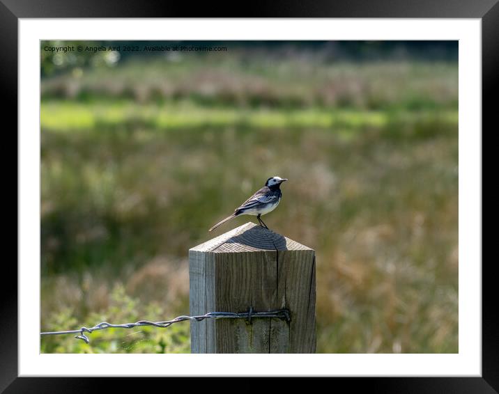 Pied Wagtail. Framed Mounted Print by Angela Aird