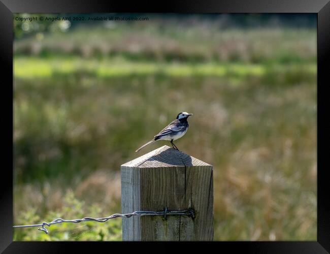 Pied Wagtail. Framed Print by Angela Aird