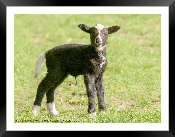 zwartbles baby lamb Framed Mounted Print by Sally Wallis