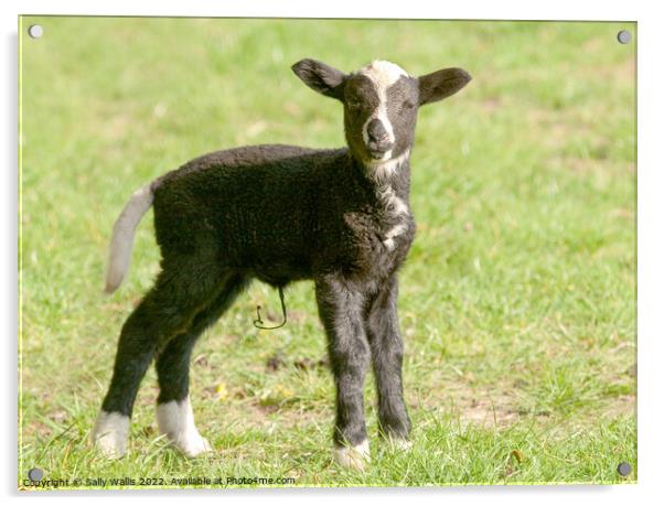 zwartbles baby lamb Acrylic by Sally Wallis