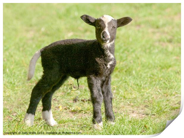 zwartbles baby lamb Print by Sally Wallis