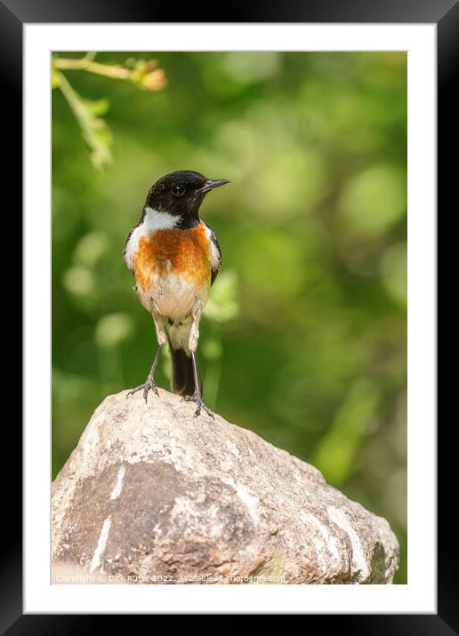 European stonechat (Saxicola rubicola) Framed Mounted Print by Dirk Rüter