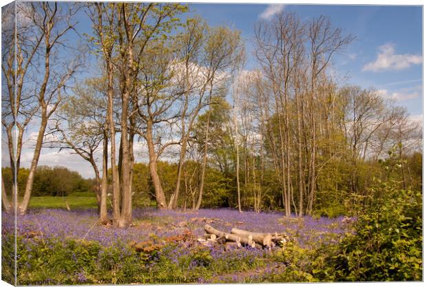Coppiced woodland and bluebells Canvas Print by Sally Wallis