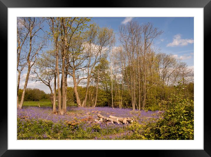 Coppiced woodland and bluebells Framed Mounted Print by Sally Wallis
