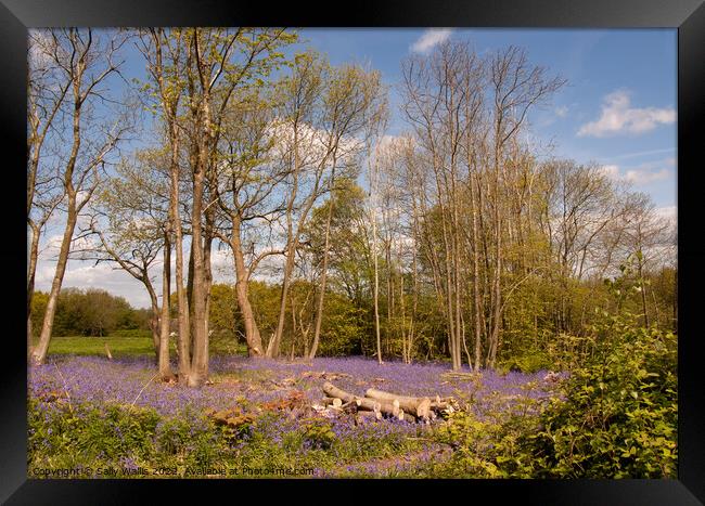 Coppiced woodland and bluebells Framed Print by Sally Wallis