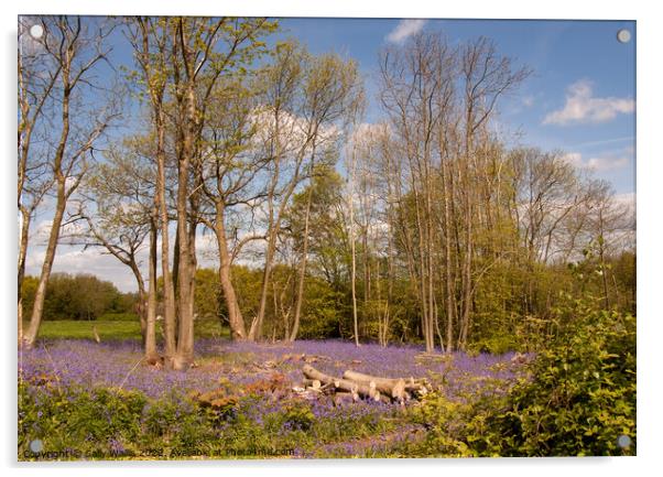 Coppiced woodland and bluebells Acrylic by Sally Wallis