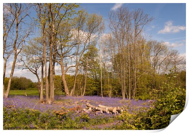 Coppiced woodland and bluebells Print by Sally Wallis
