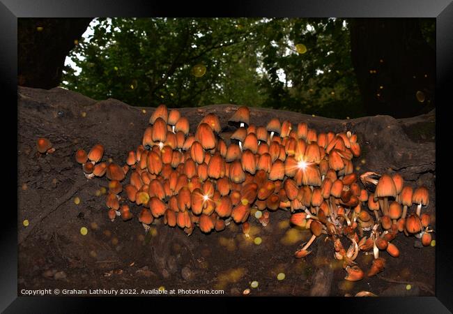 Wild Forest Mushrooms Framed Print by Graham Lathbury