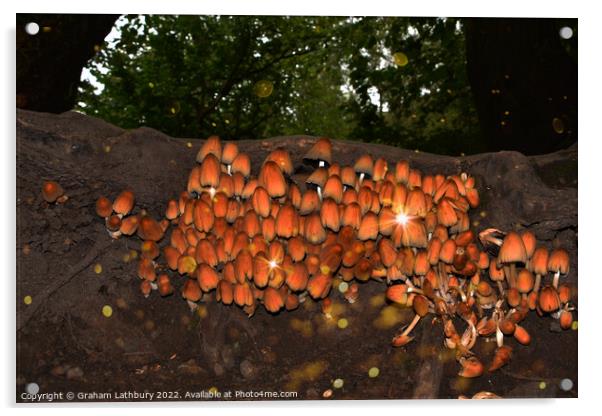Wild Forest Mushrooms Acrylic by Graham Lathbury