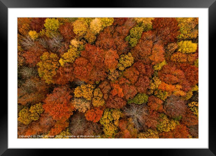 Autumn Trees Framed Mounted Print by Chris Gurton
