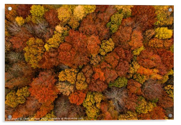 Autumn Trees Acrylic by Chris Gurton