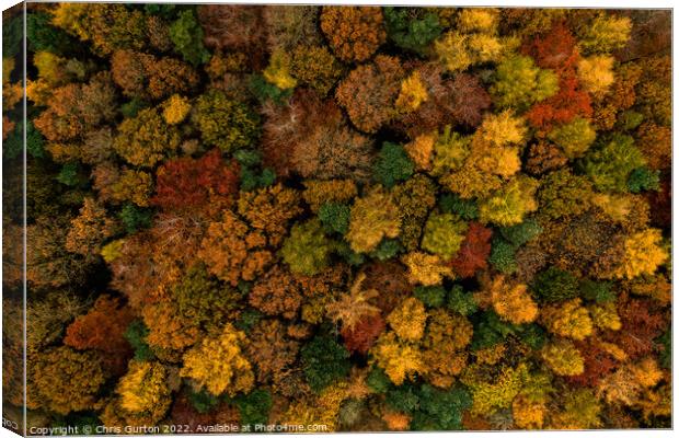 Trees from Above Canvas Print by Chris Gurton