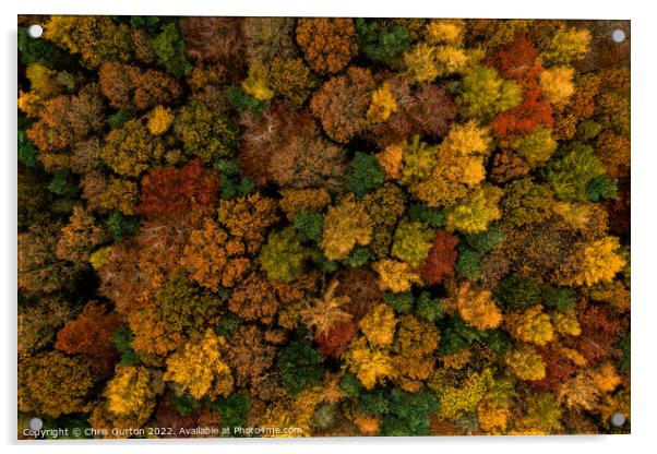 Trees from Above Acrylic by Chris Gurton