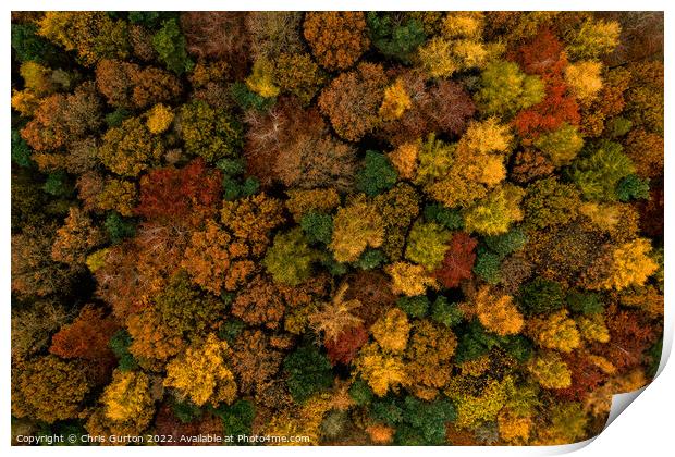 Trees from Above Print by Chris Gurton