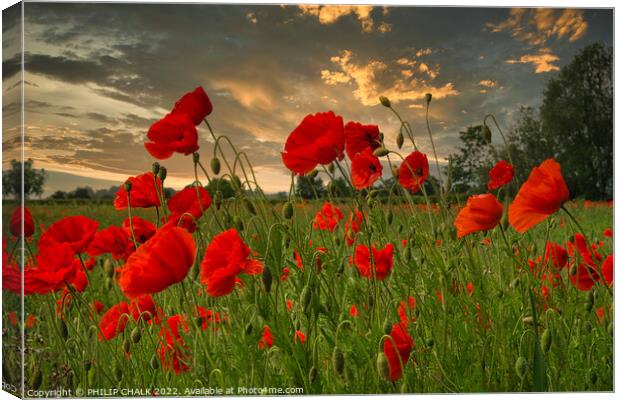 Poppies and a sunset 812  Canvas Print by PHILIP CHALK