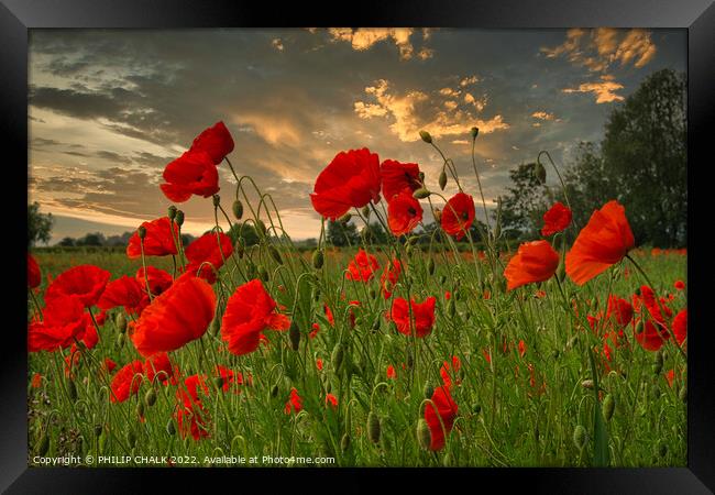Poppies and a sunset 812  Framed Print by PHILIP CHALK