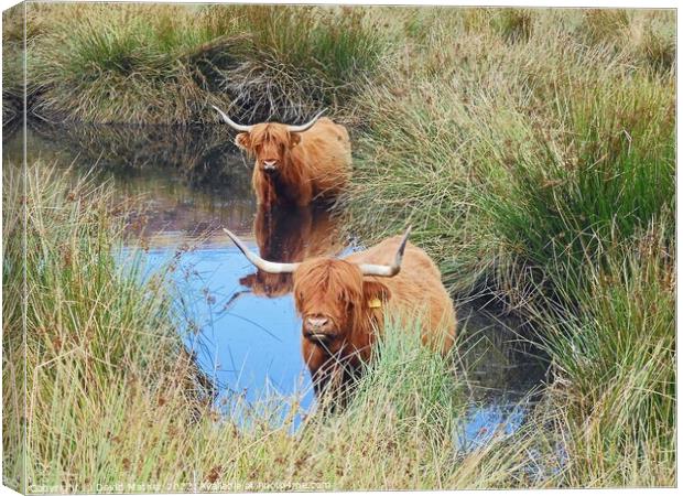 Highland cattle cooling off Canvas Print by David Mather