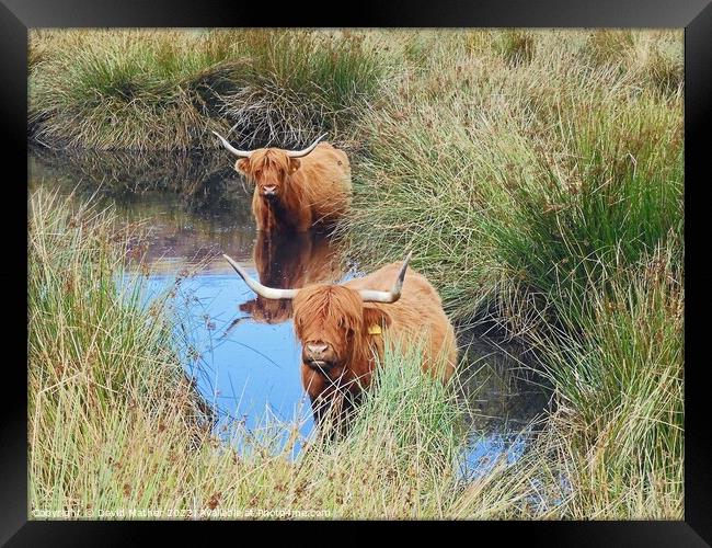Highland cattle cooling off Framed Print by David Mather