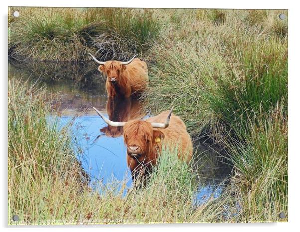 Highland cattle cooling off Acrylic by David Mather