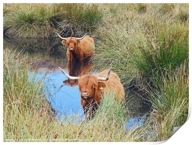 Highland cattle cooling off Print by David Mather