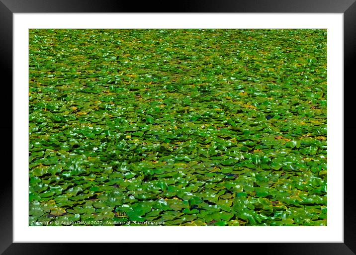 Water Lillies in Mira River Framed Mounted Print by Angelo DeVal