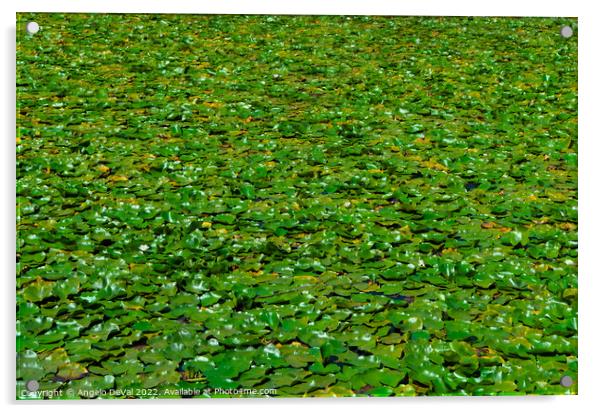 Water Lillies in Mira River Acrylic by Angelo DeVal