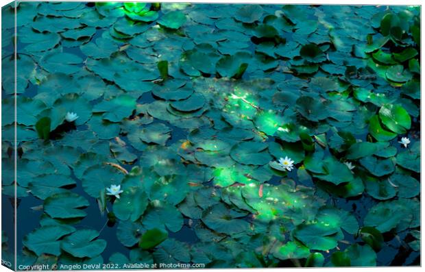 Water Lillies and Flowers in Mira River Canvas Print by Angelo DeVal