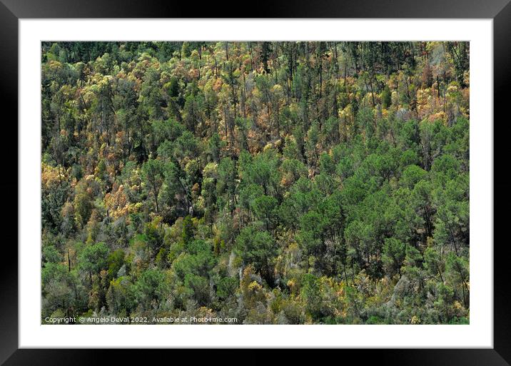 Mountain Trees Background in Odemira Framed Mounted Print by Angelo DeVal