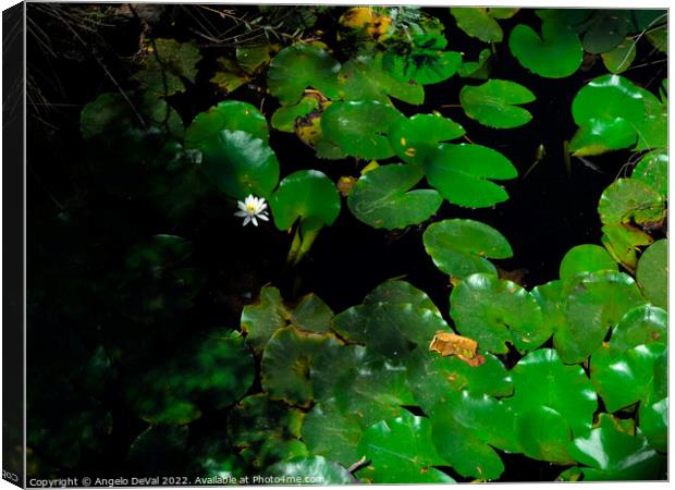 Water Lillies and Shade Canvas Print by Angelo DeVal