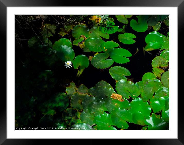 Water Lillies and Shade Framed Mounted Print by Angelo DeVal
