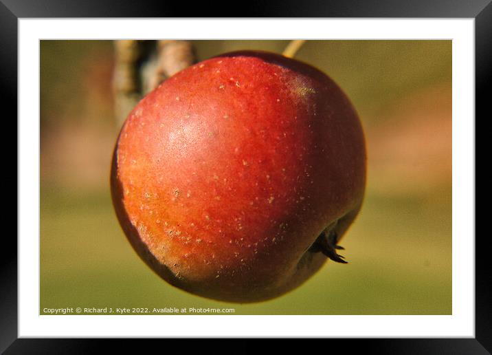 Apple growing in a Orchard Framed Mounted Print by Richard J. Kyte