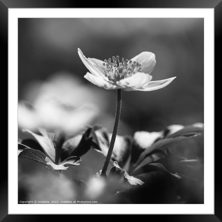 Delicate Wood Anemone monochrome Framed Mounted Print by Imladris 