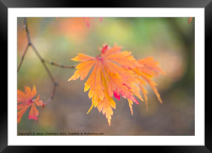 Autumn Leaf Framed Mounted Print by Alison Chambers