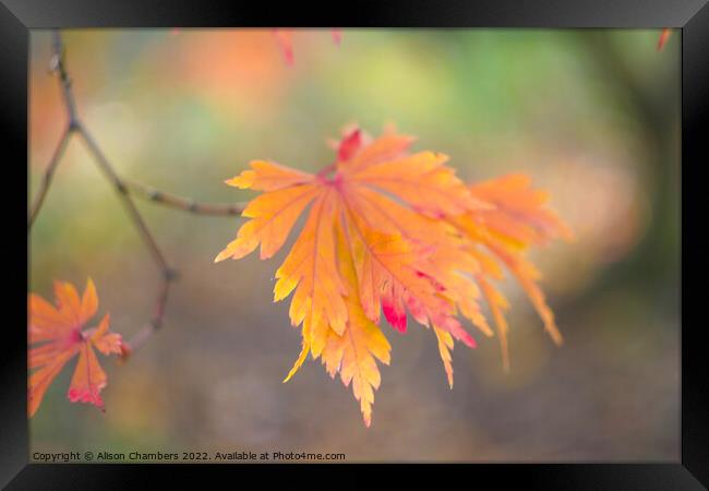 Autumn Leaf Framed Print by Alison Chambers