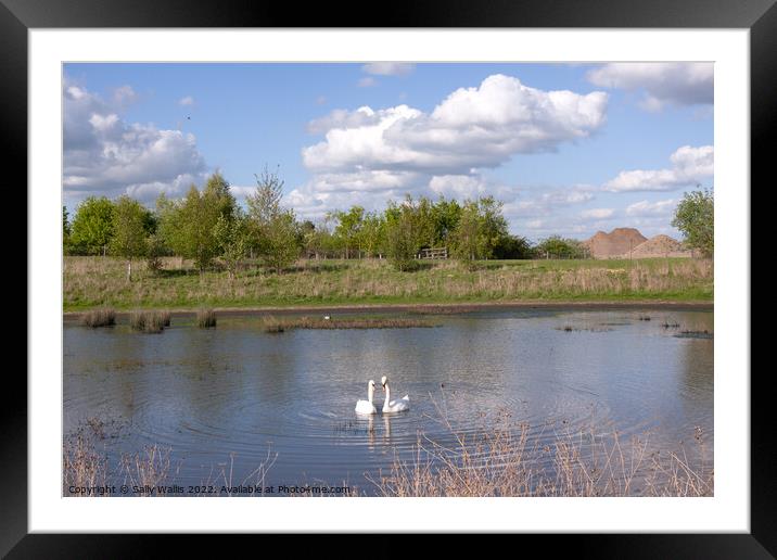 Swans on Hastings reservoir Framed Mounted Print by Sally Wallis