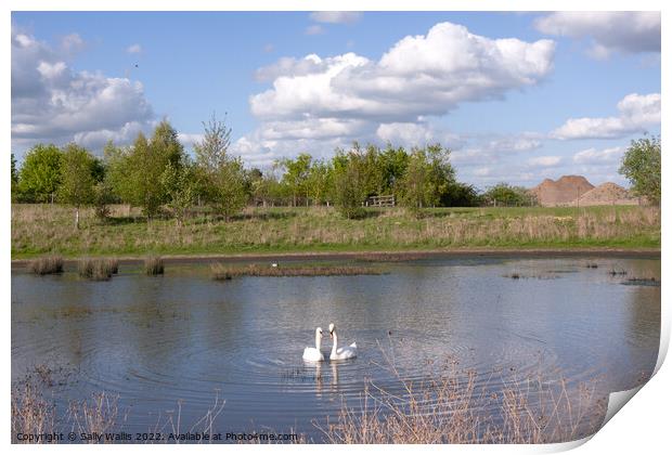Swans on Hastings reservoir Print by Sally Wallis