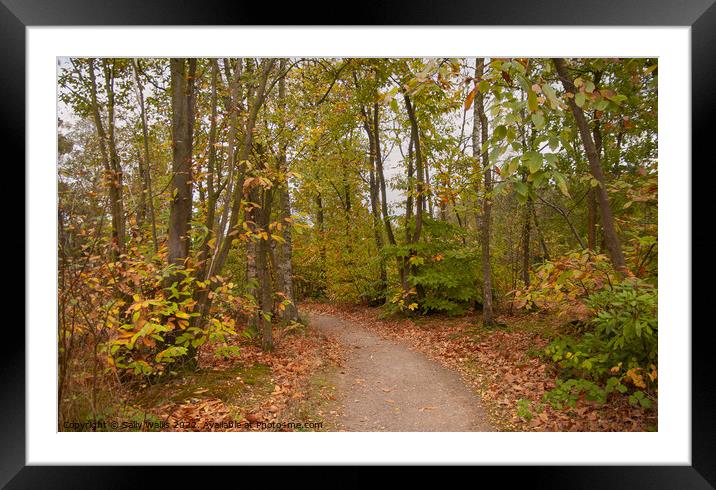 Path through Chestnut grove Framed Mounted Print by Sally Wallis